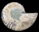 Agatized Ammonite Fossil (Half) #38774-1